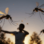 How to Get Rid of Mosquitoes